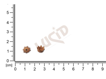 Kaplíky, čepičky 8.0 x 6.0mm