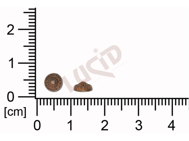 Tvarový výlisek kulatý bez oček (svěšovacích dírek) 5.4mm