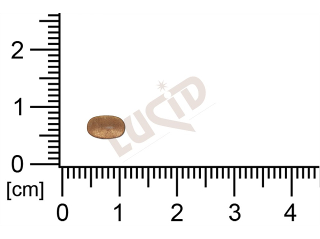 flat cut-out oval other without loops / attaching holes