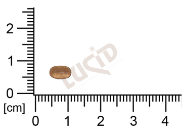 flat cut-out oval other without loops / attaching holes